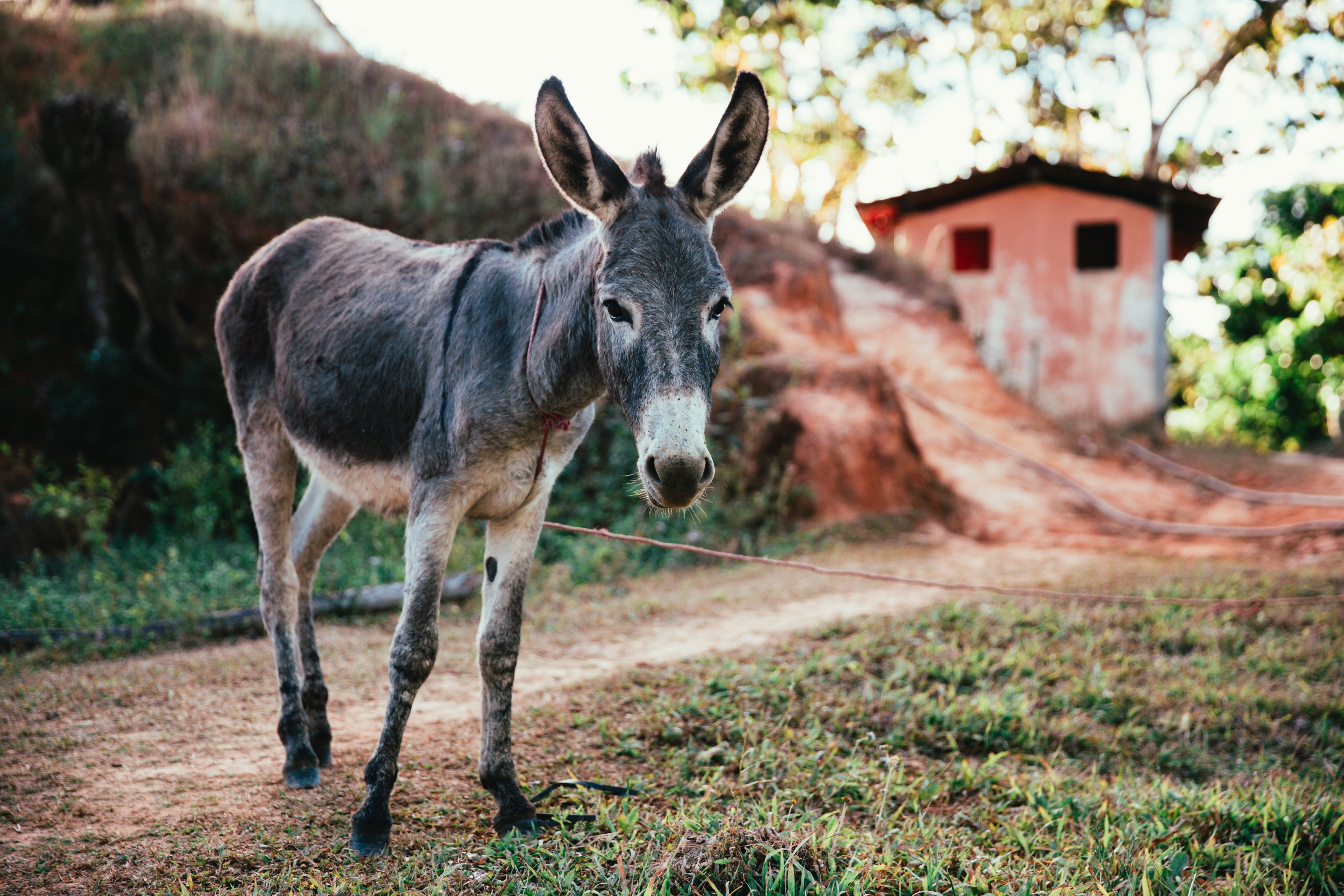 files/donkey-on-dirt-road.jpg
